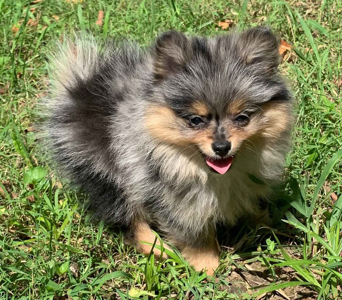 Pomeranian Puppies CH Bloodlines breeder image 4