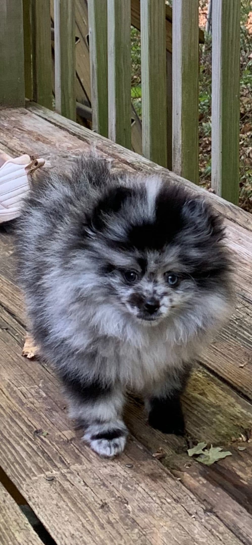 Pomeranian Puppies CH Bloodlines breeder image 6