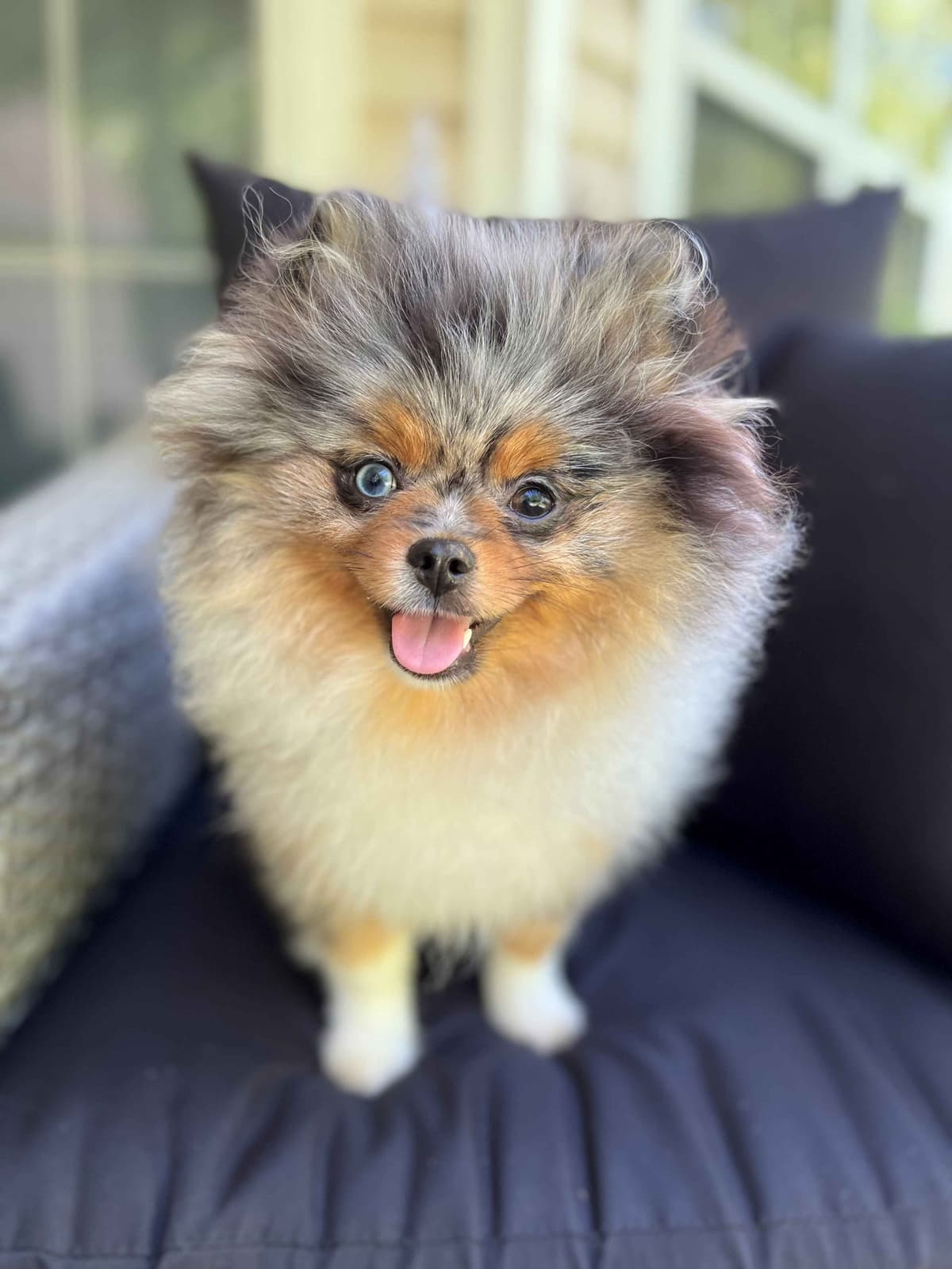 Pomeranian Puppies CH Bloodlines breeder image 9