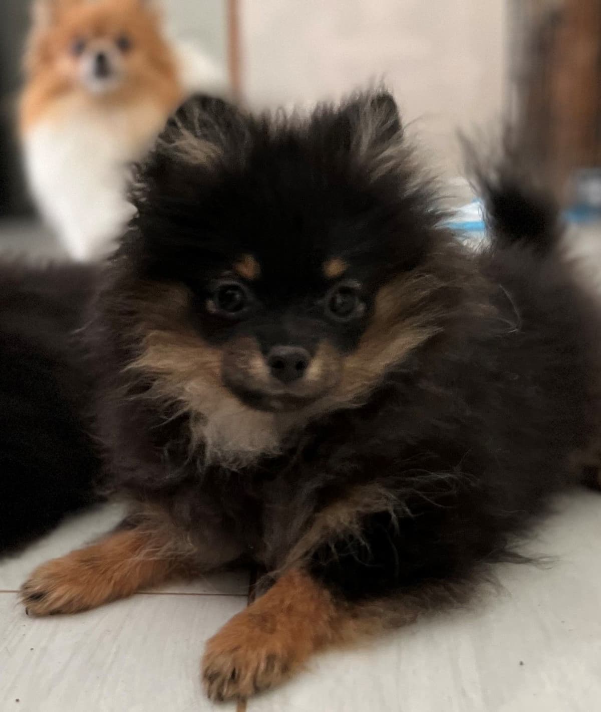 Pomeranian Puppies CH Bloodlines breeder image 11