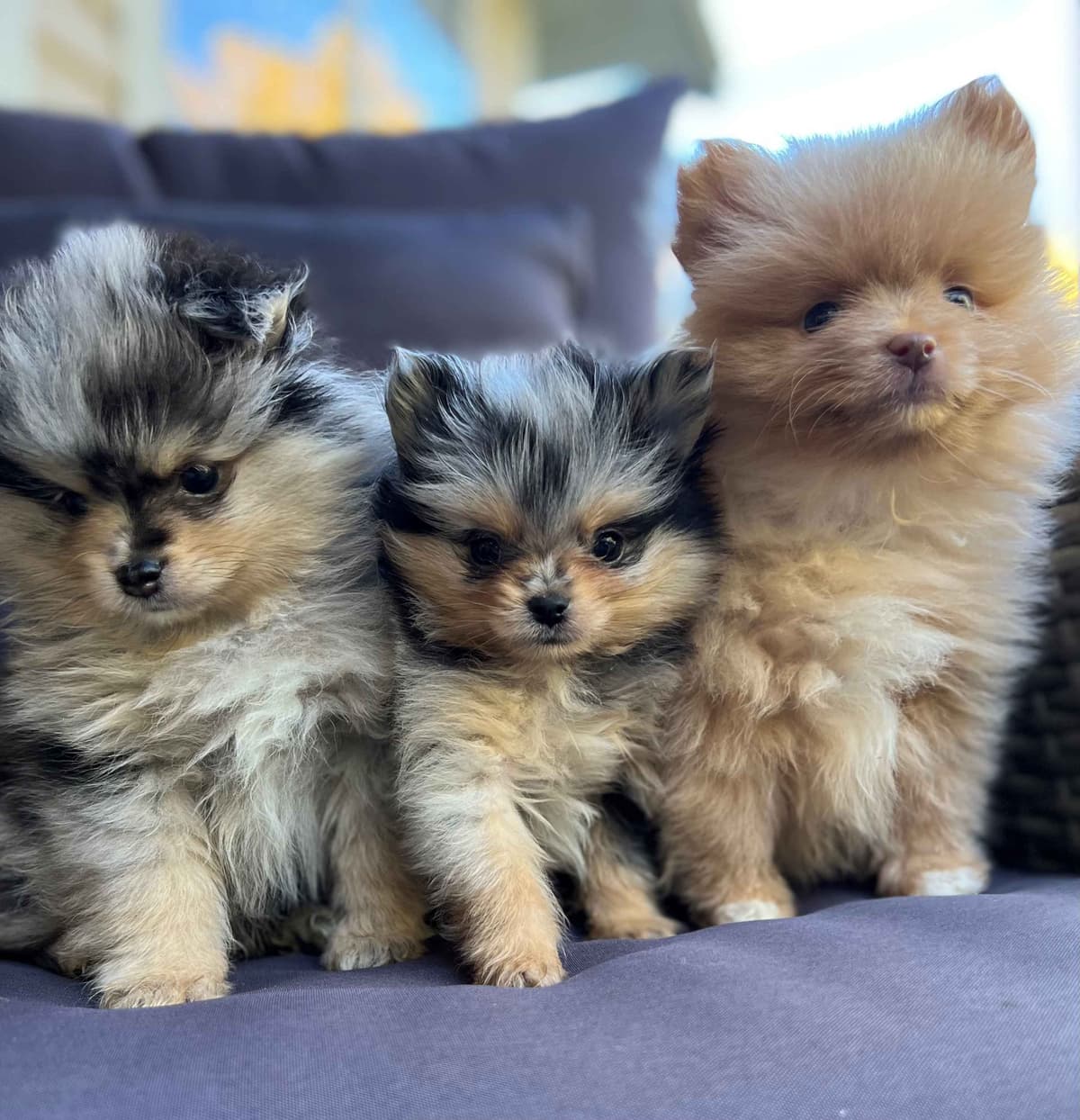 Pomeranian Puppies CH Bloodlines breeder image 12