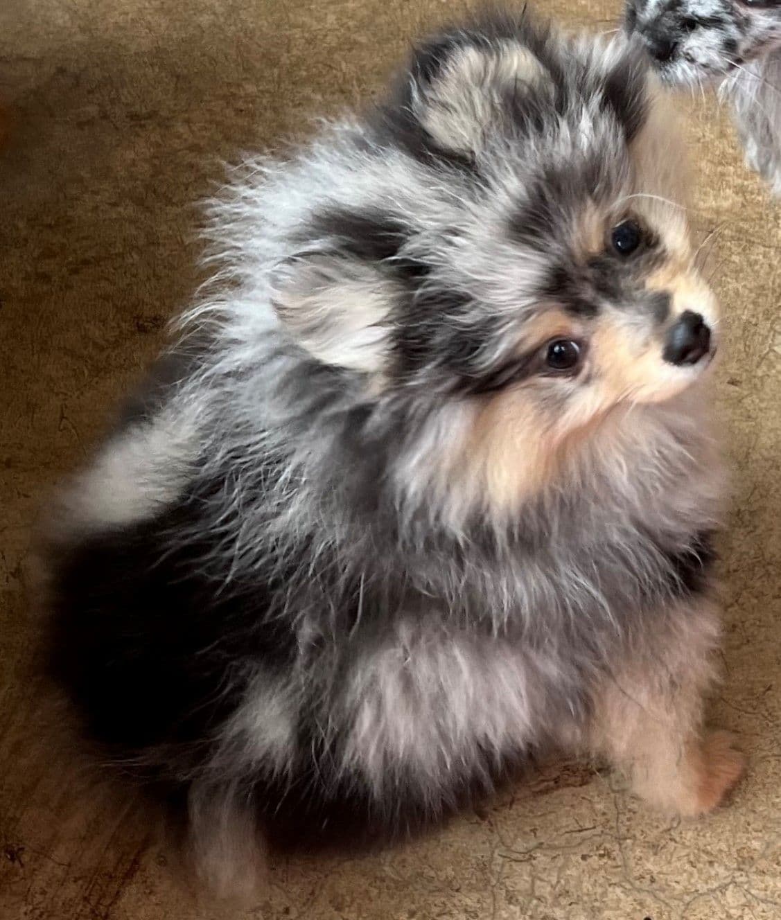 Pomeranian Puppies CH Bloodlines breeder image 13