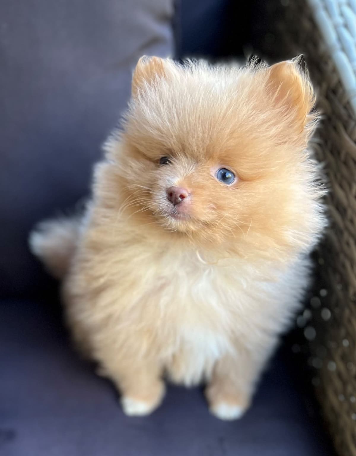 Pomeranian Puppies CH Bloodlines breeder image 14