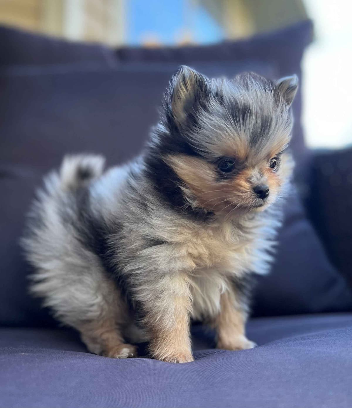 Pomeranian Puppies CH Bloodlines breeder image 15