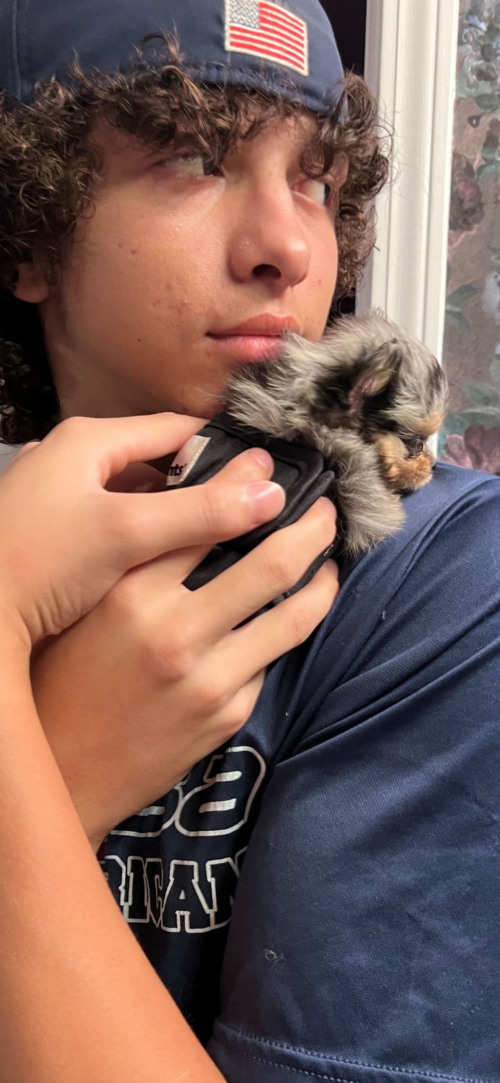 Pomeranian Puppies CH Bloodlines breeder image 16