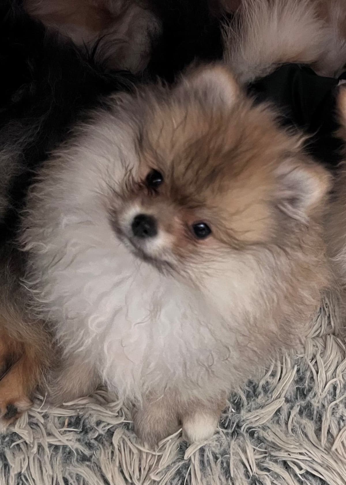 Pomeranian Puppies CH Bloodlines breeder image 17