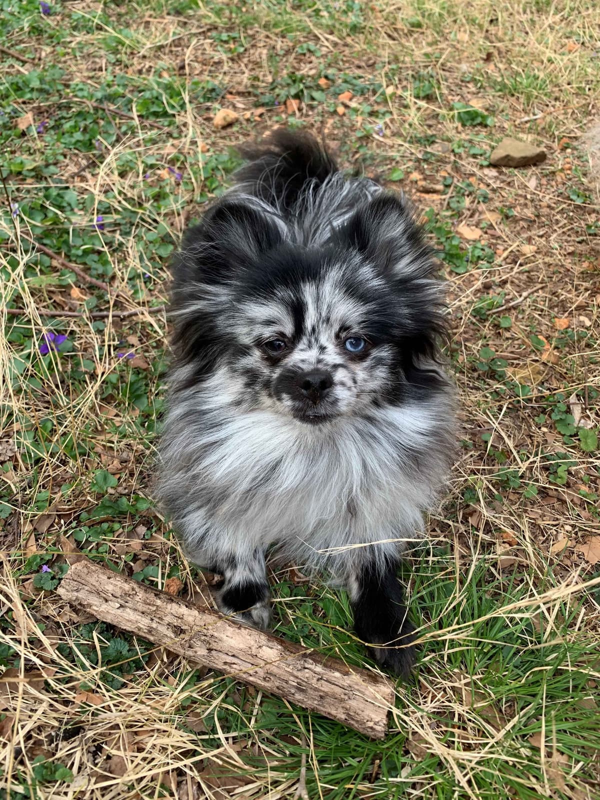 Pomeranian Puppies CH Bloodlines breeder image 18