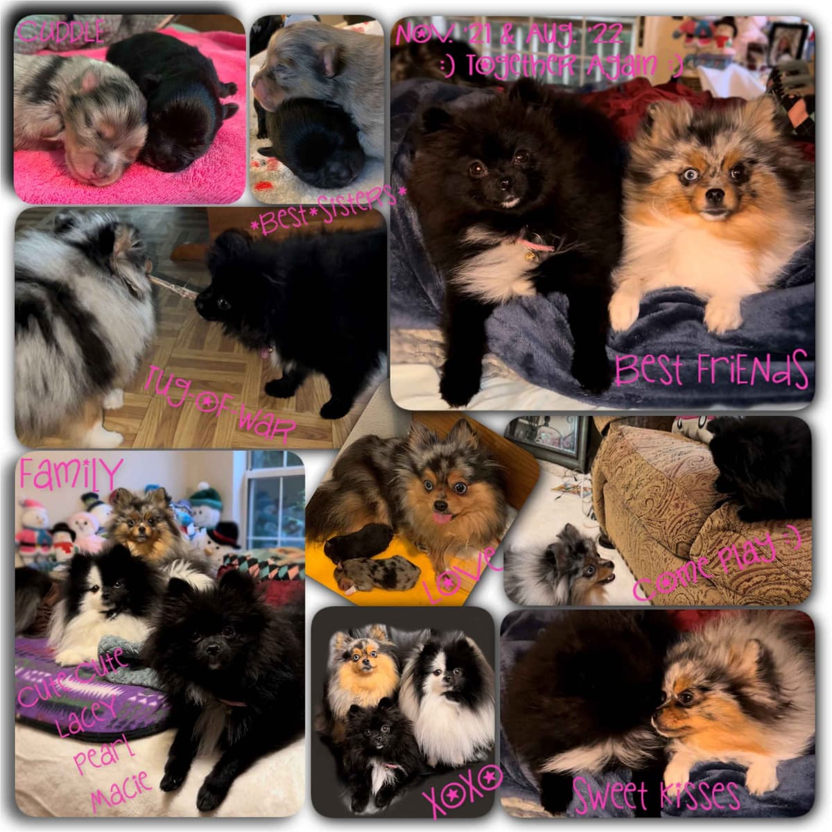 Pomeranian Puppies CH Bloodlines breeder image 20