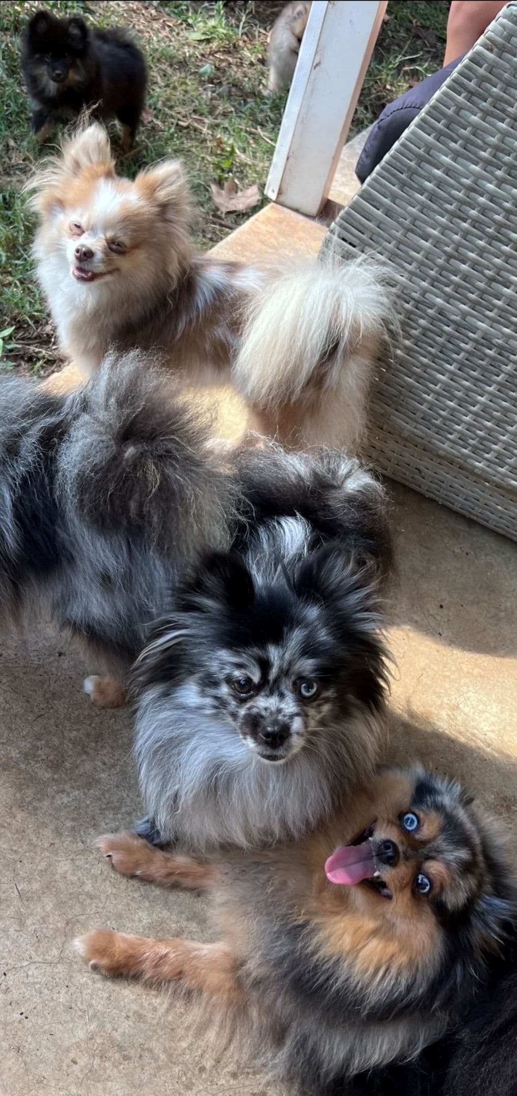Pomeranian Puppies CH Bloodlines breeder image 21