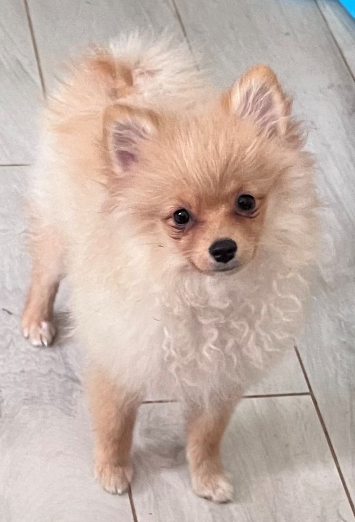 Pomeranian Puppies CH Bloodlines breeder image 22