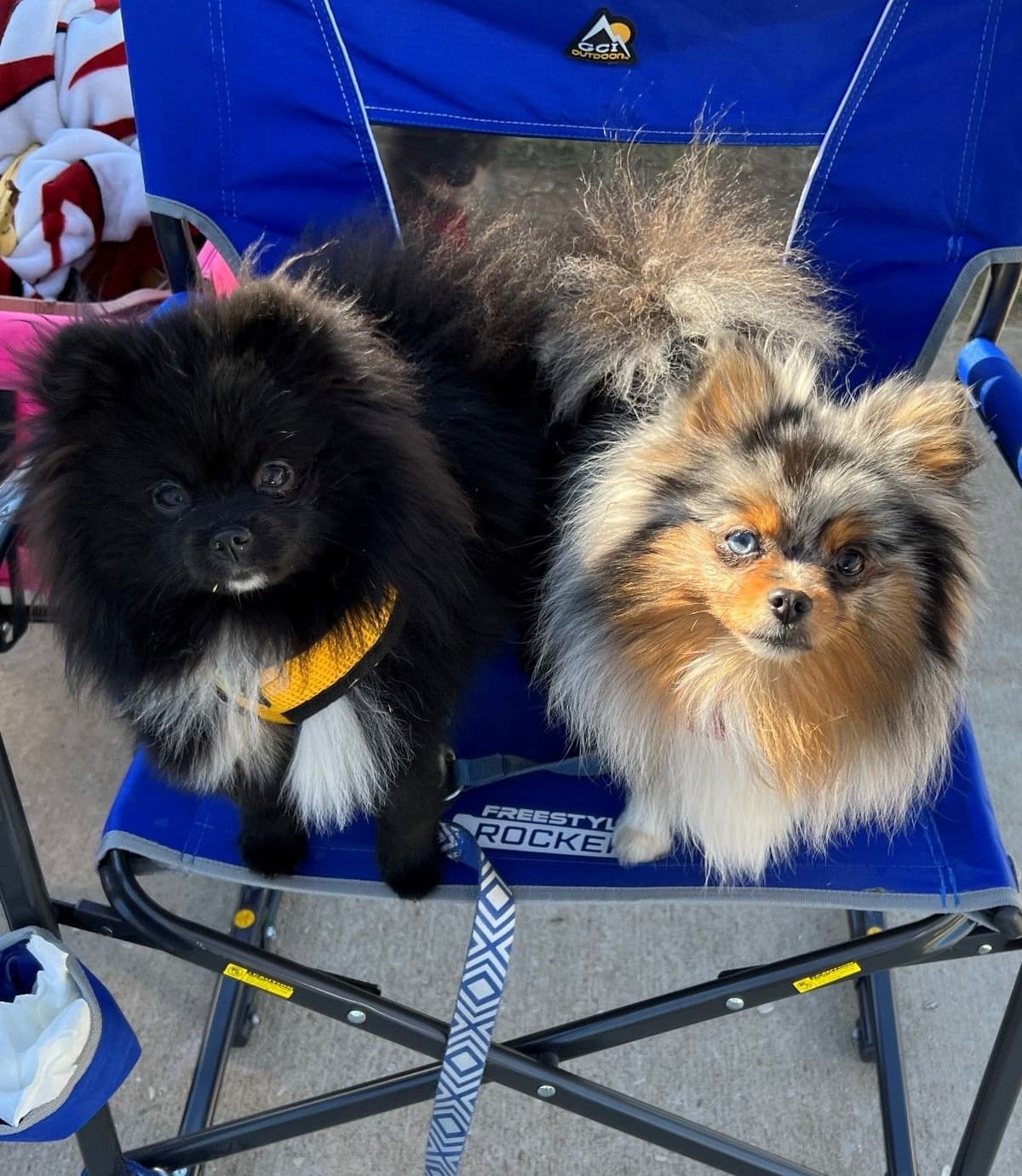 Pomeranian Puppies CH Bloodlines breeder image 23