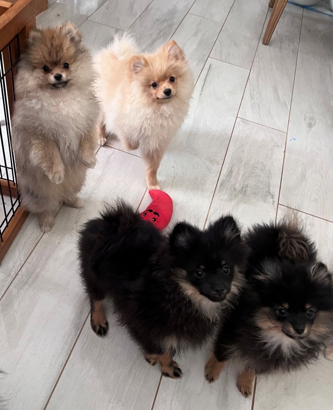 Pomeranian Puppies CH Bloodlines breeder image 24
