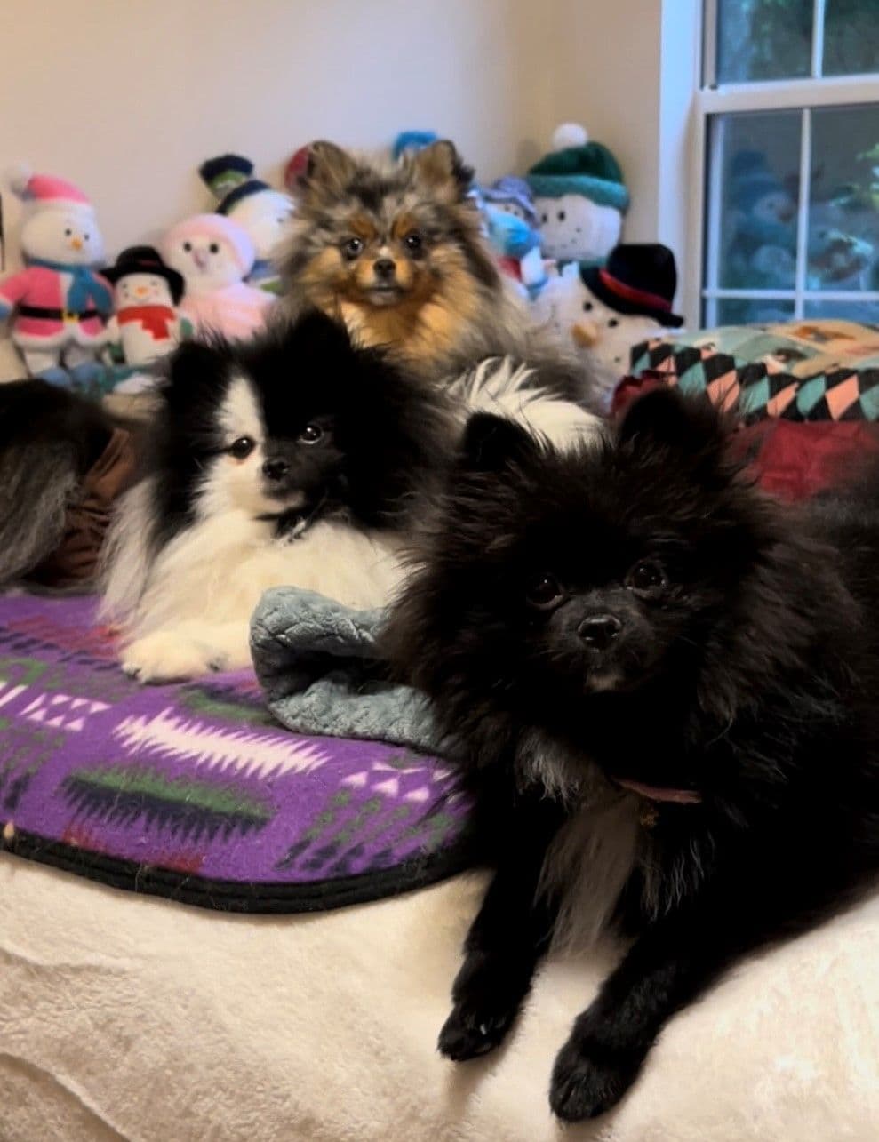 Pomeranian Puppies CH Bloodlines breeder image 25