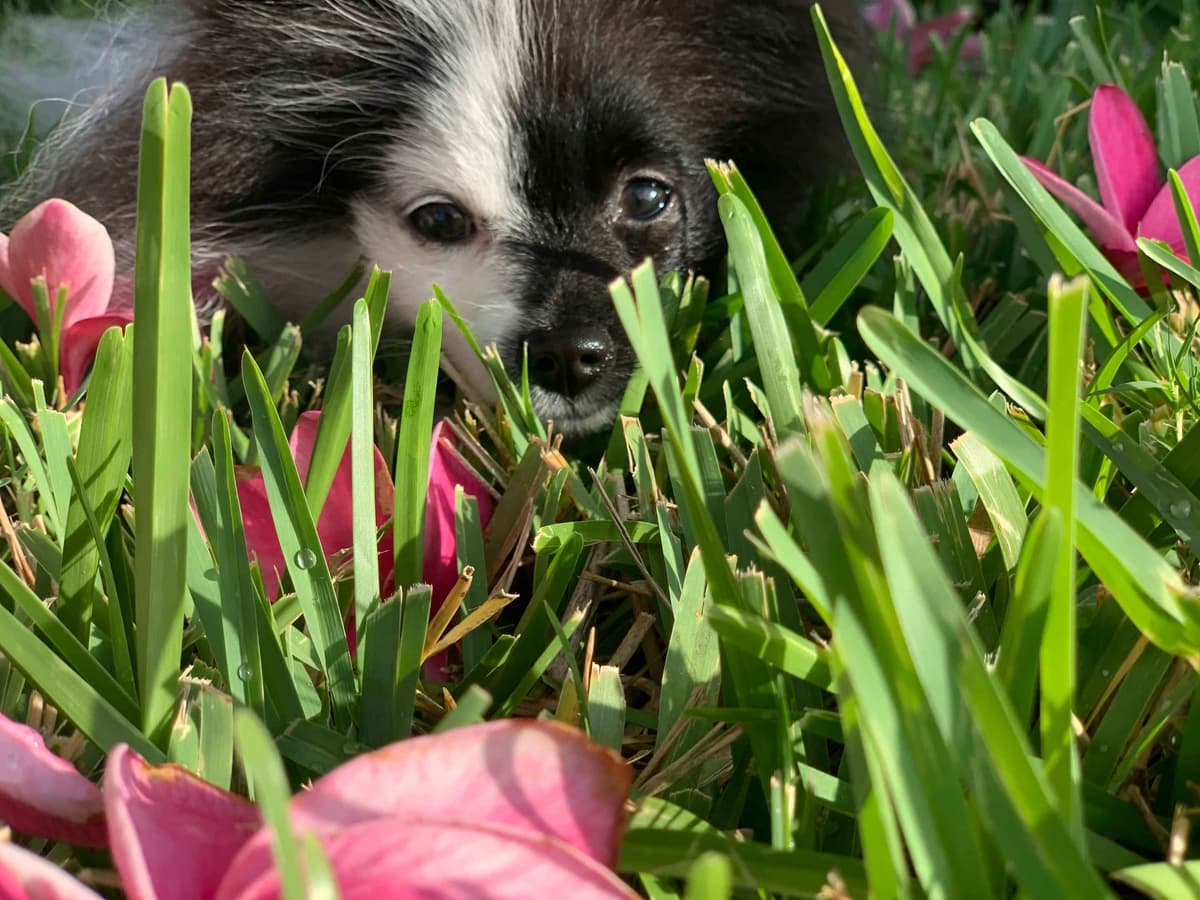 Pomeranian Puppies CH Bloodlines breeder image 26