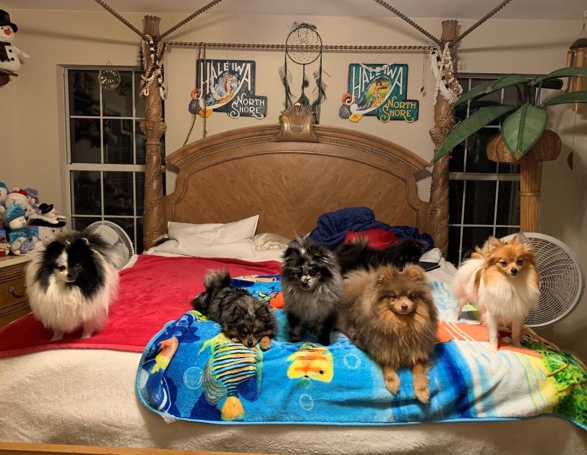 Pomeranian Puppies CH Bloodlines breeder image 27