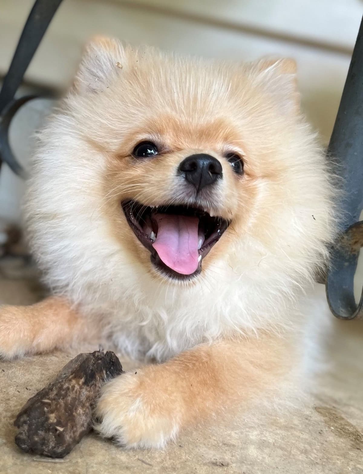 Pomeranian Puppies CH Bloodlines breeder image 28