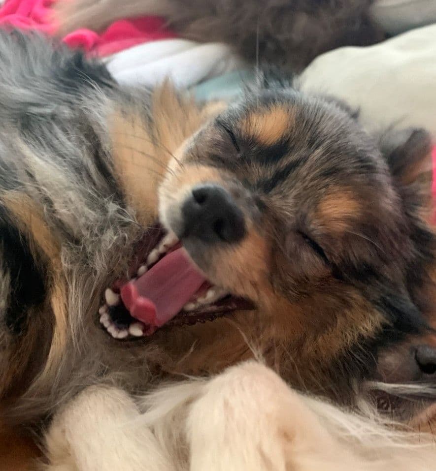 Pomeranian Puppies CH Bloodlines breeder image 29