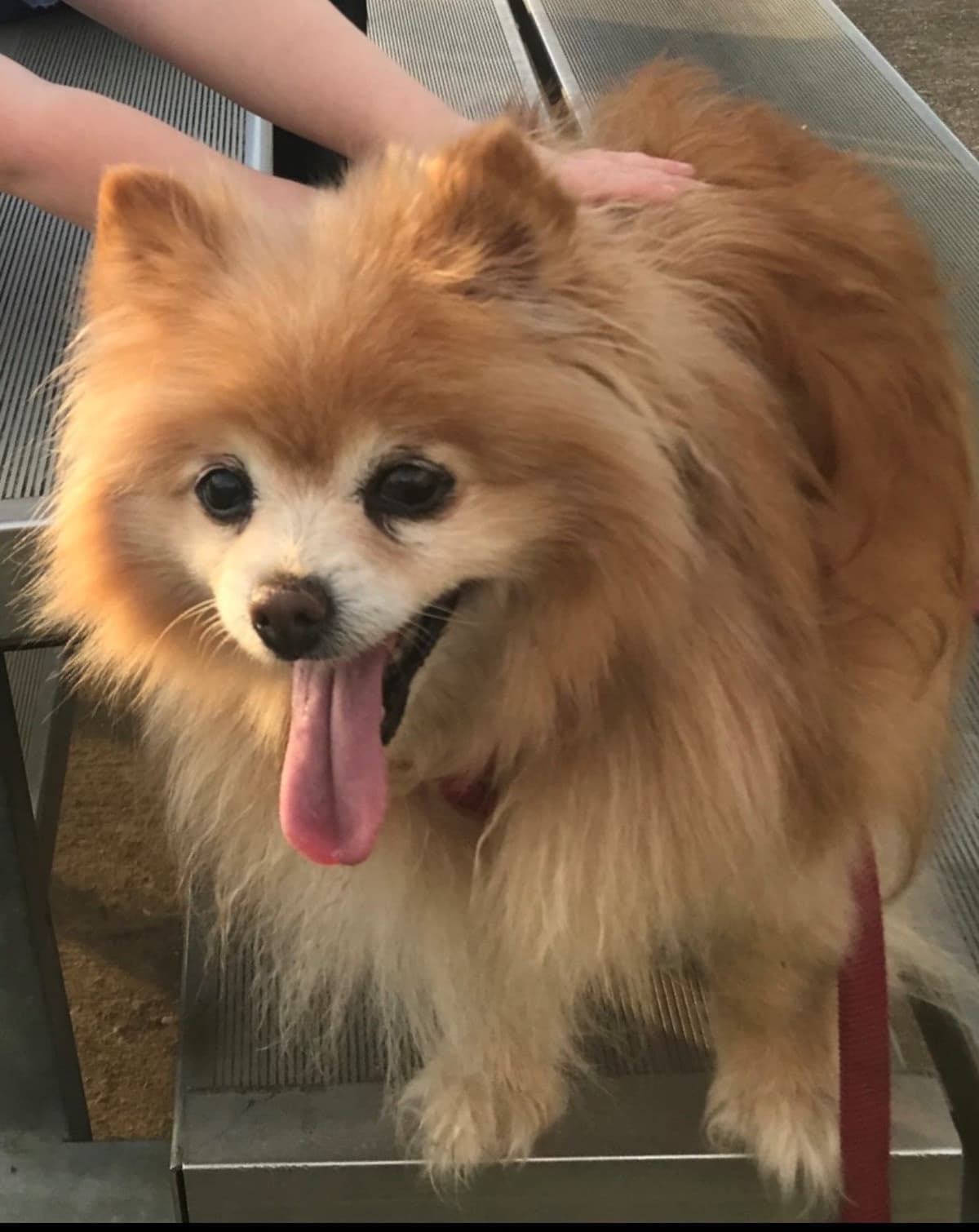 Pomeranian Puppies CH Bloodlines breeder image 31