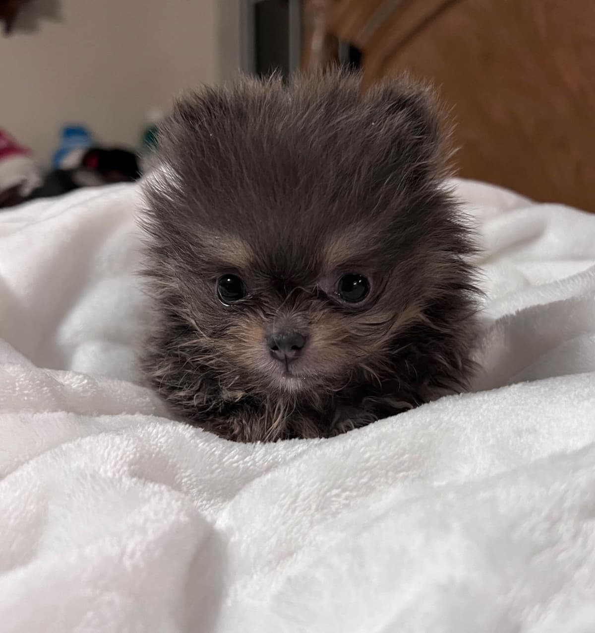 Pomeranian Puppies CH Bloodlines breeder image 30