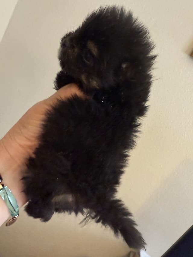 Pomeranian Puppies CH Bloodlines media 2