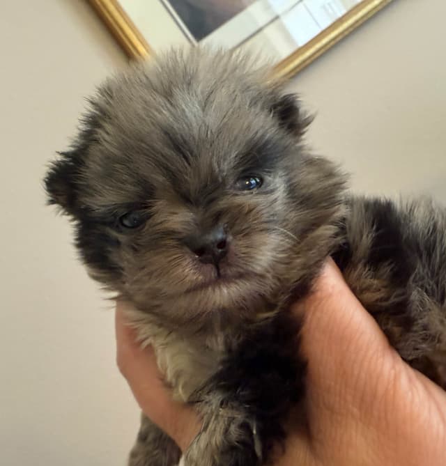 Pomeranian Puppies CH Bloodlines media 3
