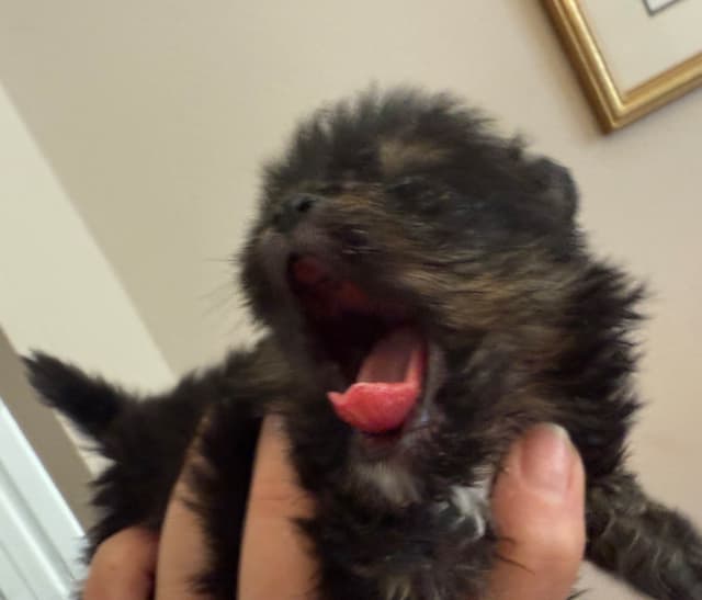 Pomeranian Puppies CH Bloodlines media 5