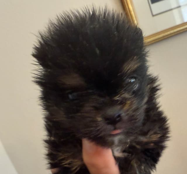 Pomeranian Puppies CH Bloodlines media 7