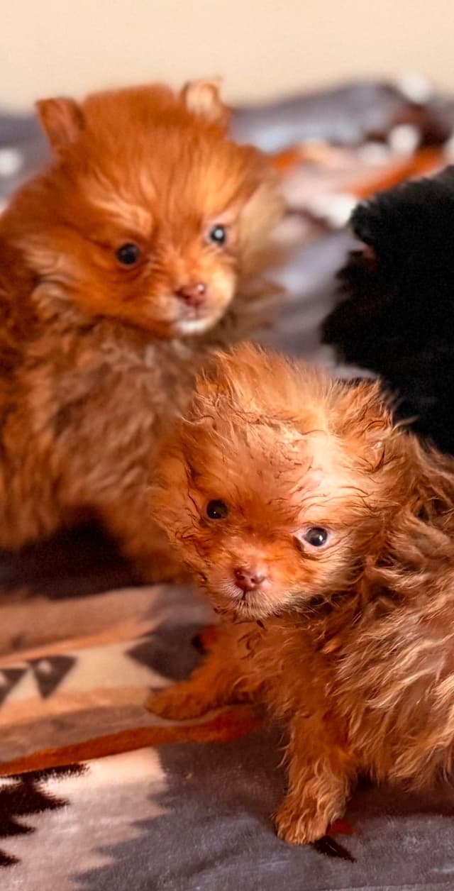 Pomeranian Puppies CH Bloodlines media 2