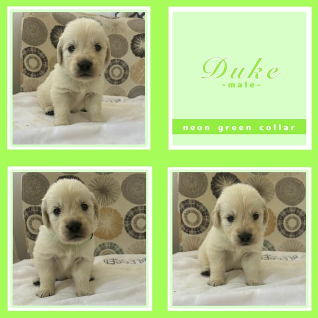 Golden Retriever Puppies media 2