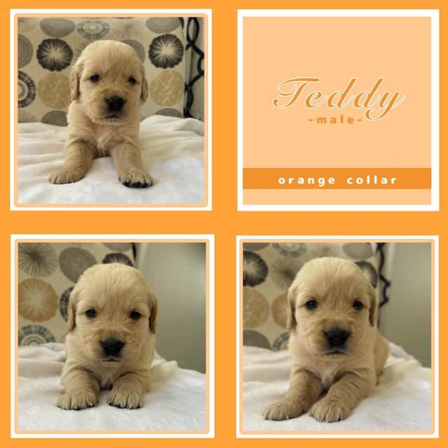 Golden Retriever Puppies media 3