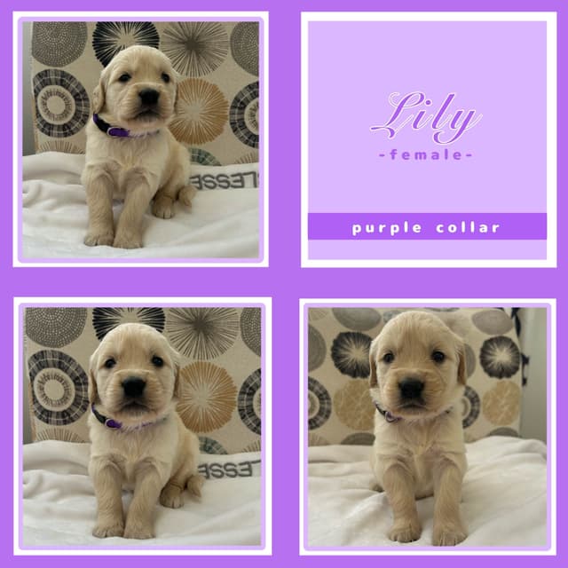 Golden Retriever Puppies media 4