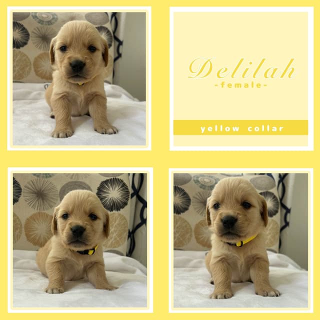 Golden Retriever Puppies media 5
