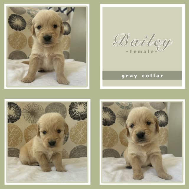 Golden Retriever Puppies media 6