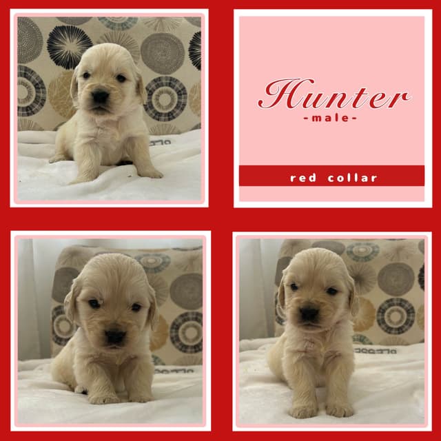 Golden Retriever Puppies media 7