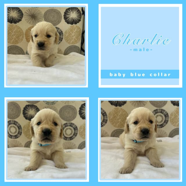 Golden Retriever Puppies media 8