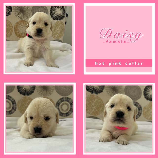 Golden Retriever Puppies media 9