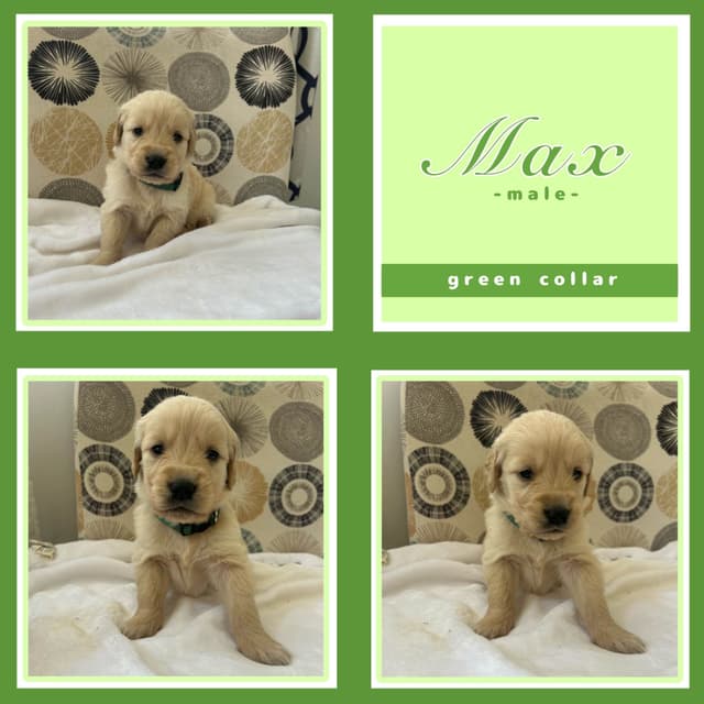 Golden Retriever Puppies media 10