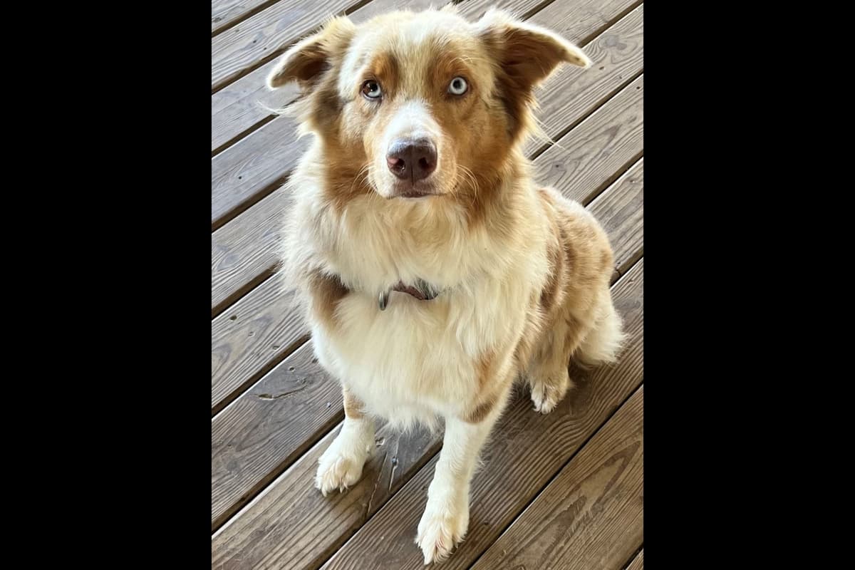 Australian Shepherd Puppies breeder image 2