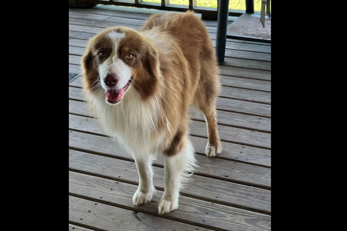 Australian Shepherd Puppies breeder image 3