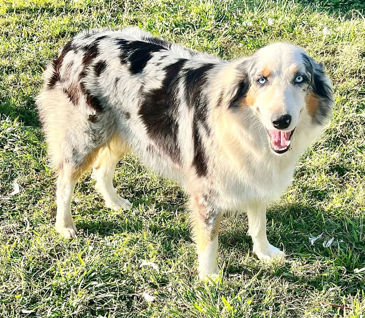 Australian Shepherd Puppies breeder image 1