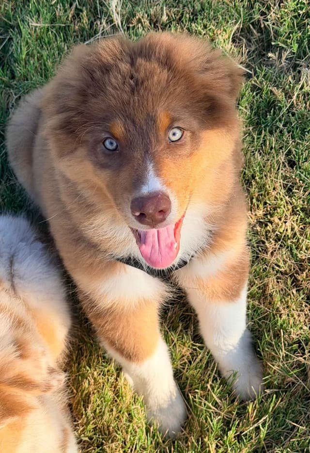 Australian Shepherd Puppies media 3