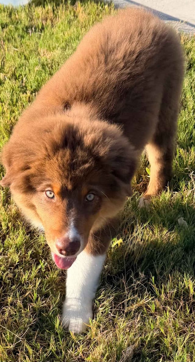 Australian Shepherd Puppies media 4