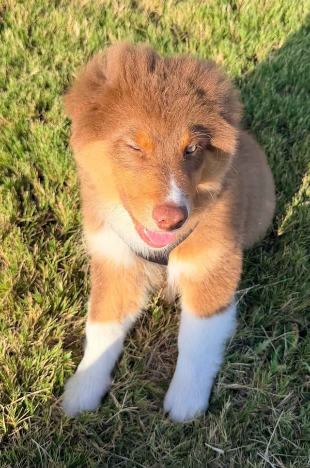 Australian Shepherd Puppies media 5