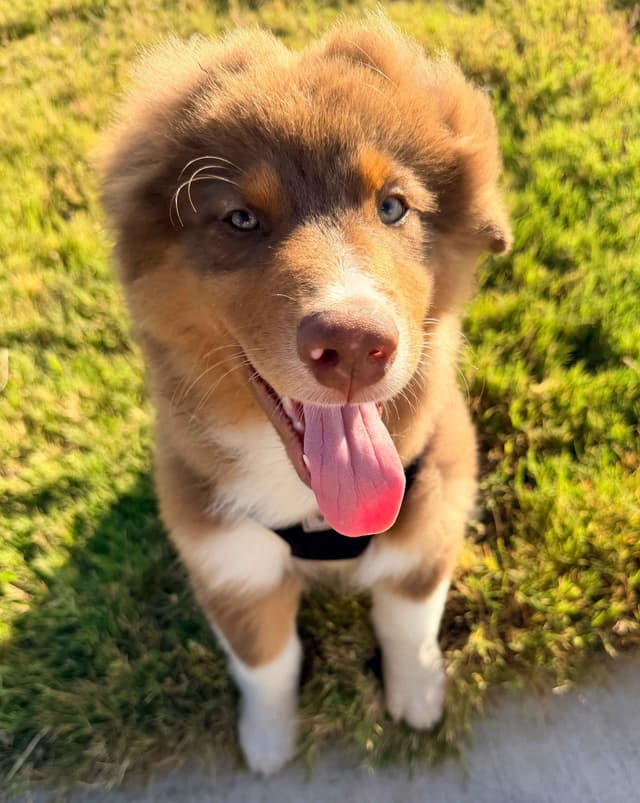 Australian Shepherd Puppies media 6