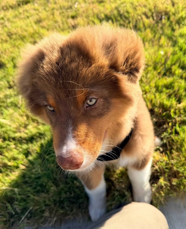 Australian Shepherd Puppies media 8