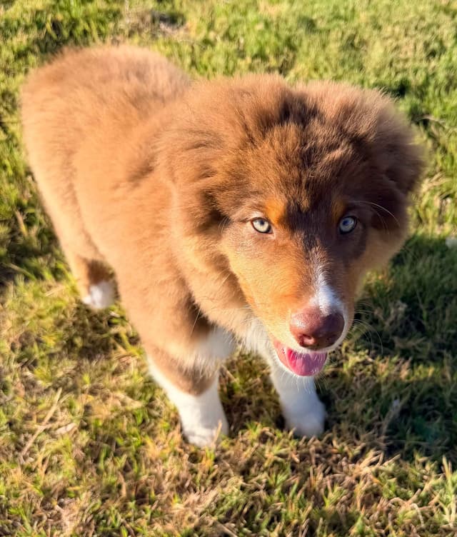 Australian Shepherd Puppies media 9