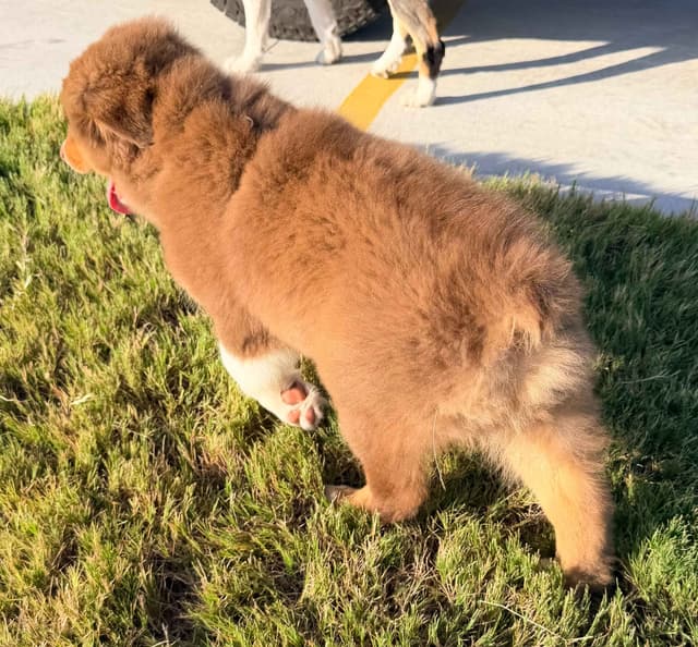 Australian Shepherd Puppies media 7