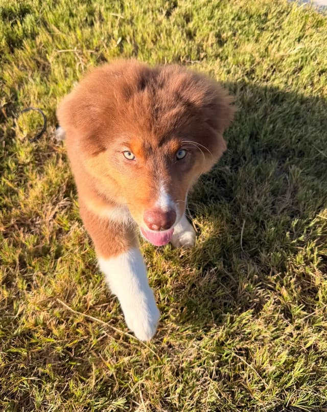 Australian Shepherd Puppies media 10