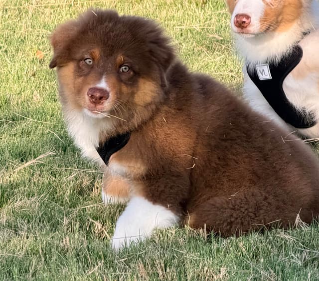 Australian Shepherd Puppies media 12