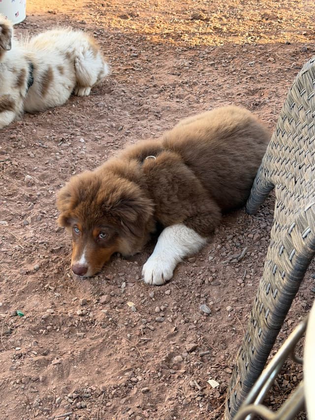 Australian Shepherd Puppies media 15